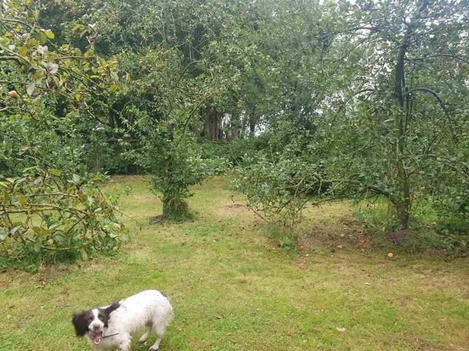 Nature Charm & Fruit Delights, Multi-Generation Celebratory Home -Try, Relax, Repeat - Sellindge Ashford  Eksteriør bilde