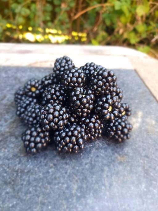 Nature Charm & Fruit Delights, Multi-Generation Celebratory Home -Try, Relax, Repeat - Sellindge Ashford  Eksteriør bilde
